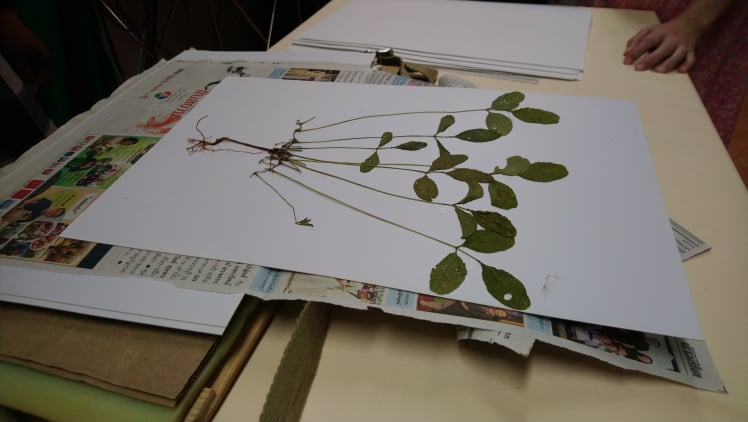 สนับสนุนตัวอย่างพรรณไม้แห้ง สาขาวิชาวิทยาศาสตร์การแพทย์ สำนักวิชาแพทยศาสตร์