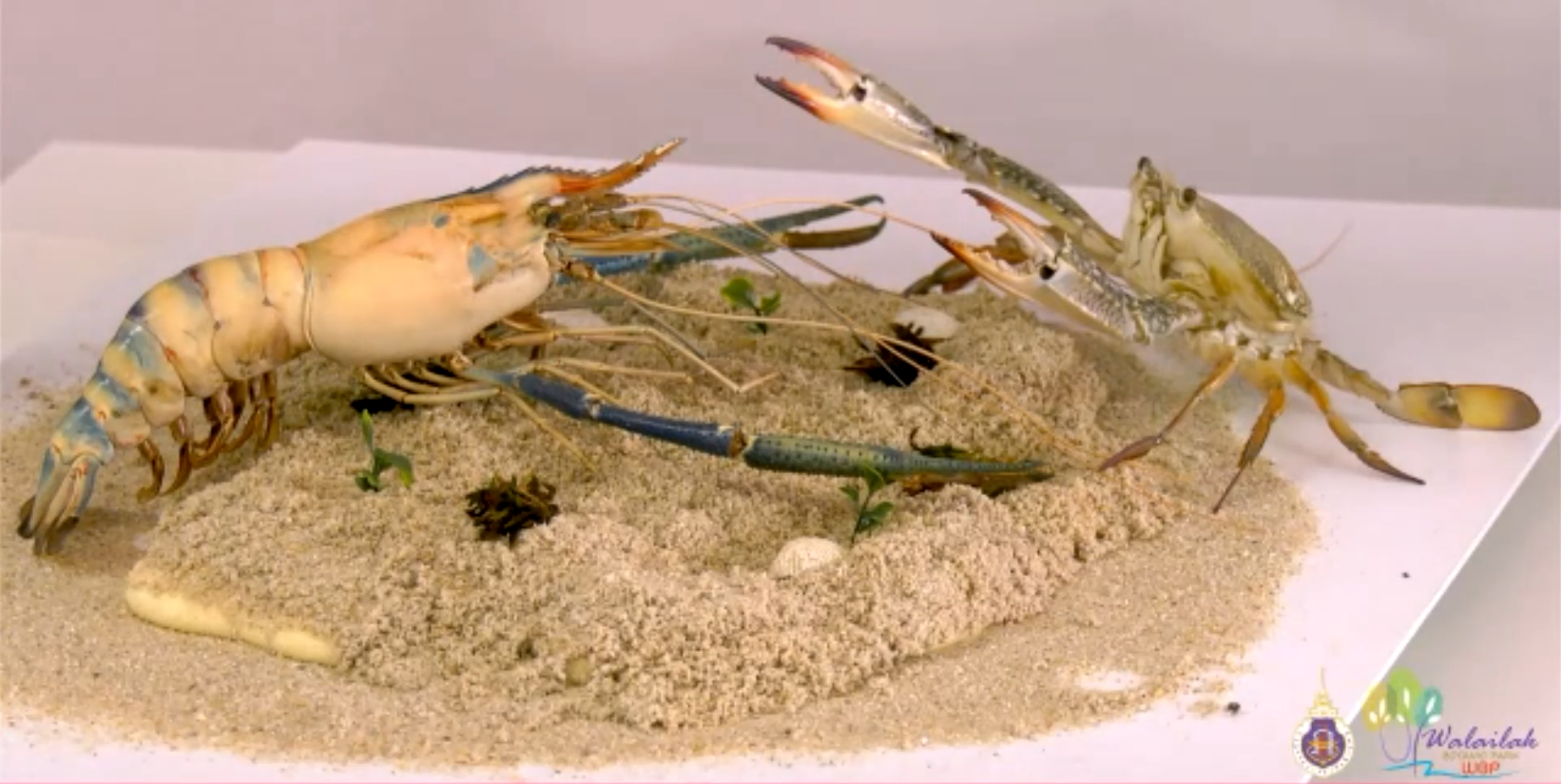 ชวนน้องสตัฟฟ์สัตว์