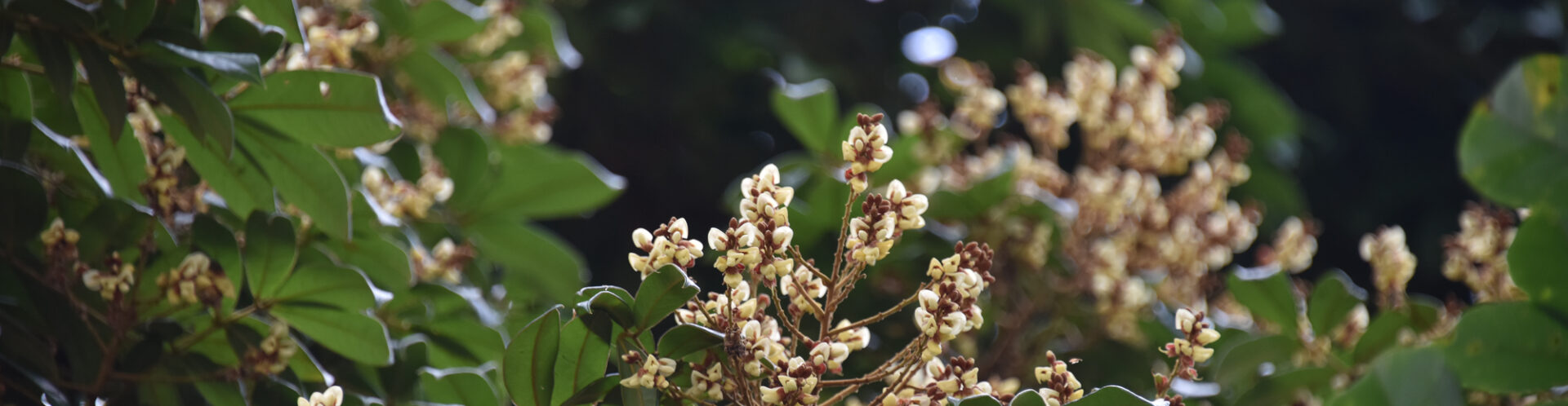 พรรณไม้ป่าปกปักของมหาวิทยาลัยวลัยลักษณ์