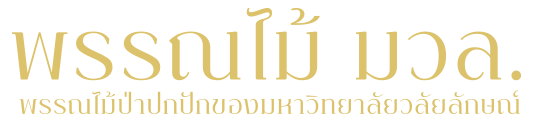 พรรณไม้ป่าปกปักของมหาวิทยาลัยวลัยลักษณ์