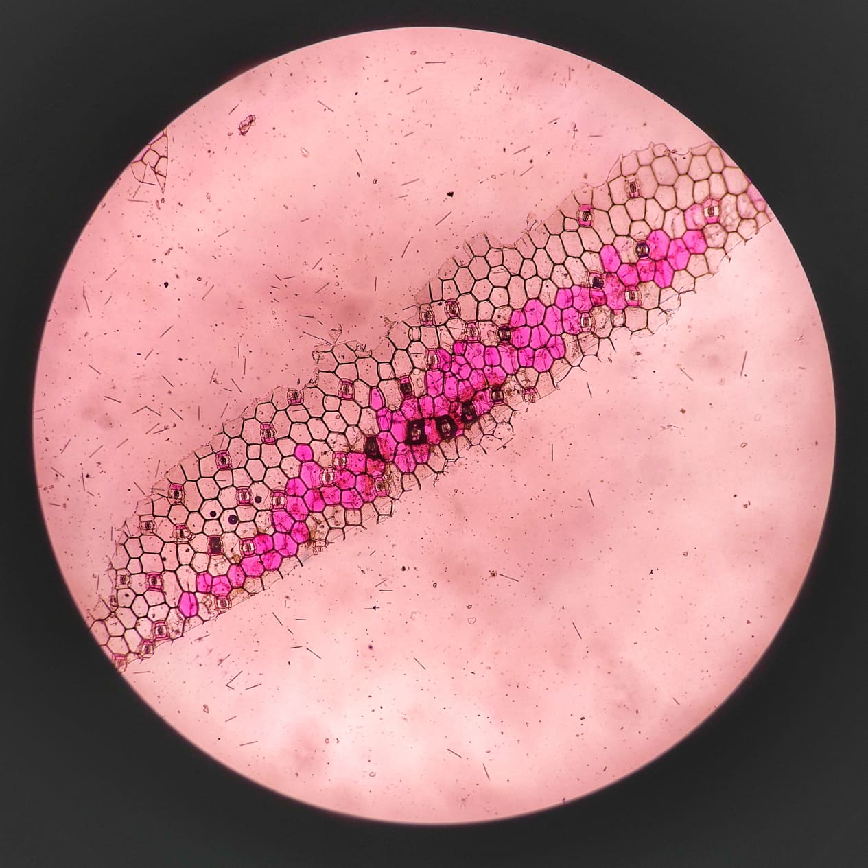 โลกใต้กล้องจุลทรรศน์
