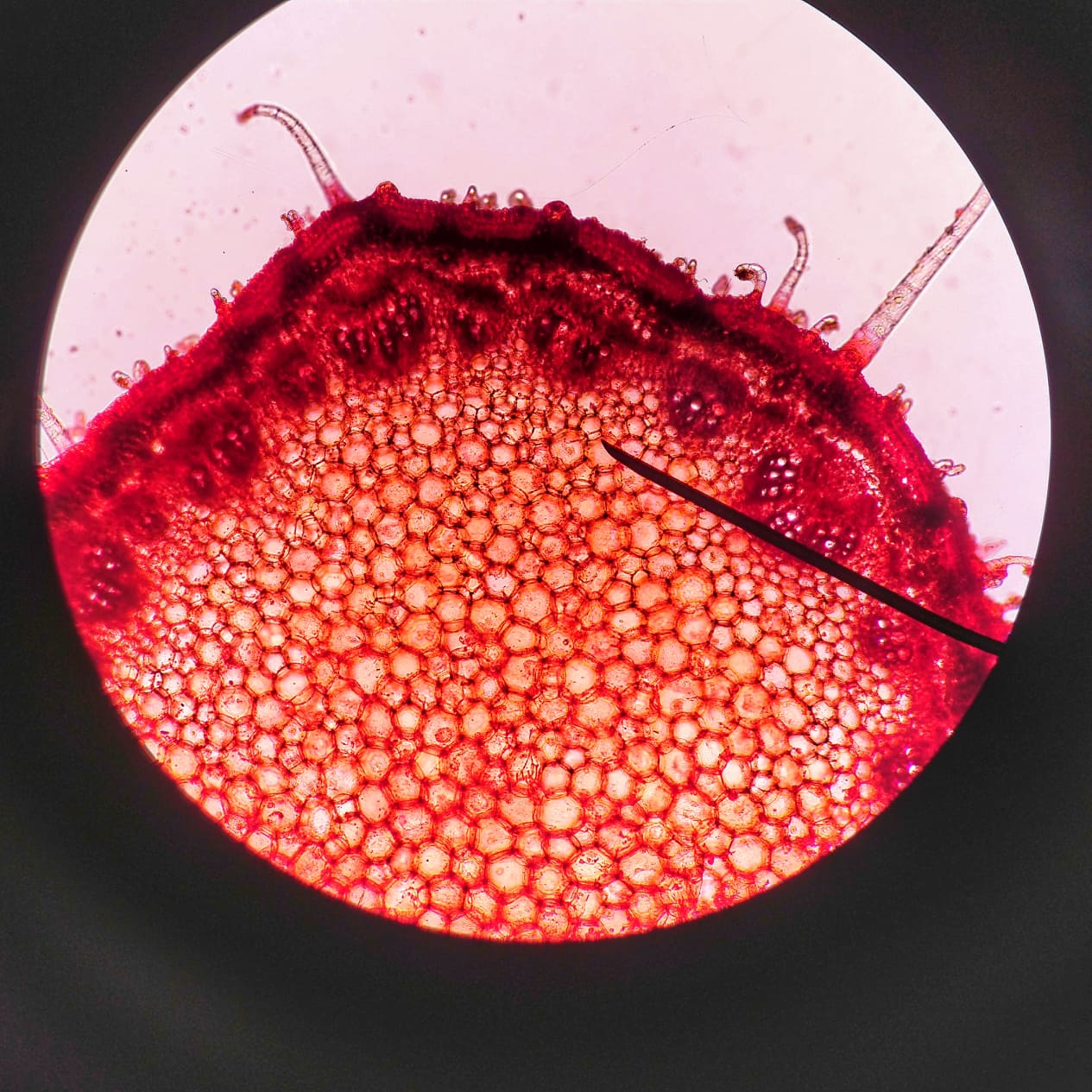 โลกใต้กล้องจุลทรรศน์