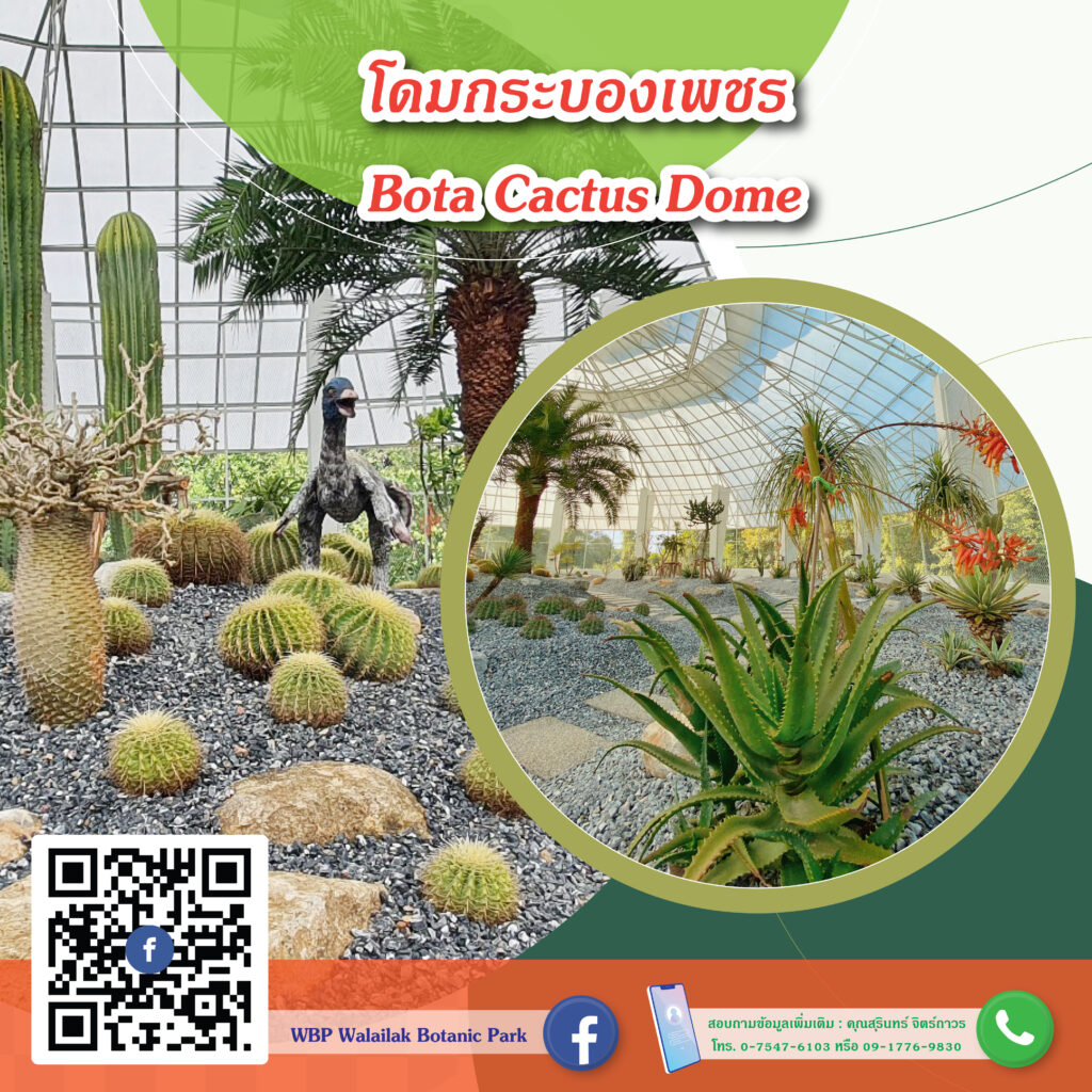 Bota cactus dome