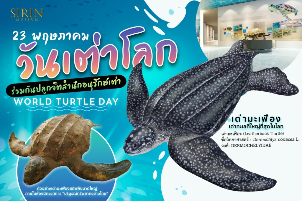 world turtle day