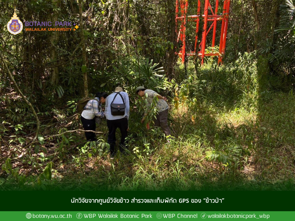 ข้าวป่า