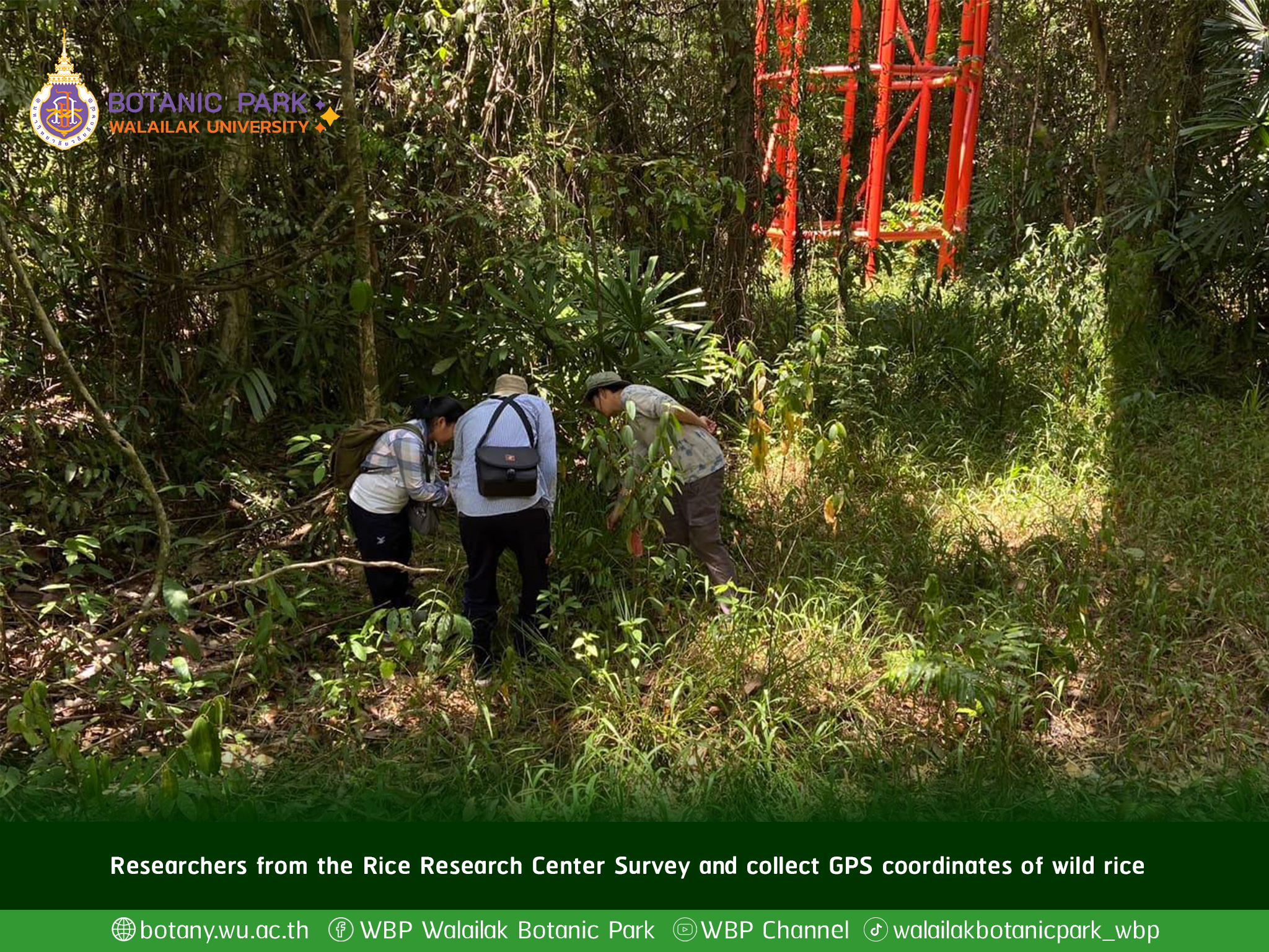Researchers from the Rice Research Center Survey and collect GPS coordinates of wild rice