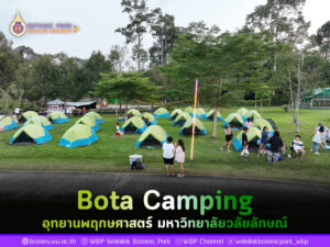 Bota Camping