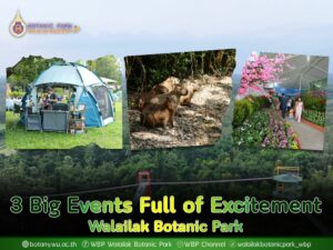 3 Big Events Full of Excitement