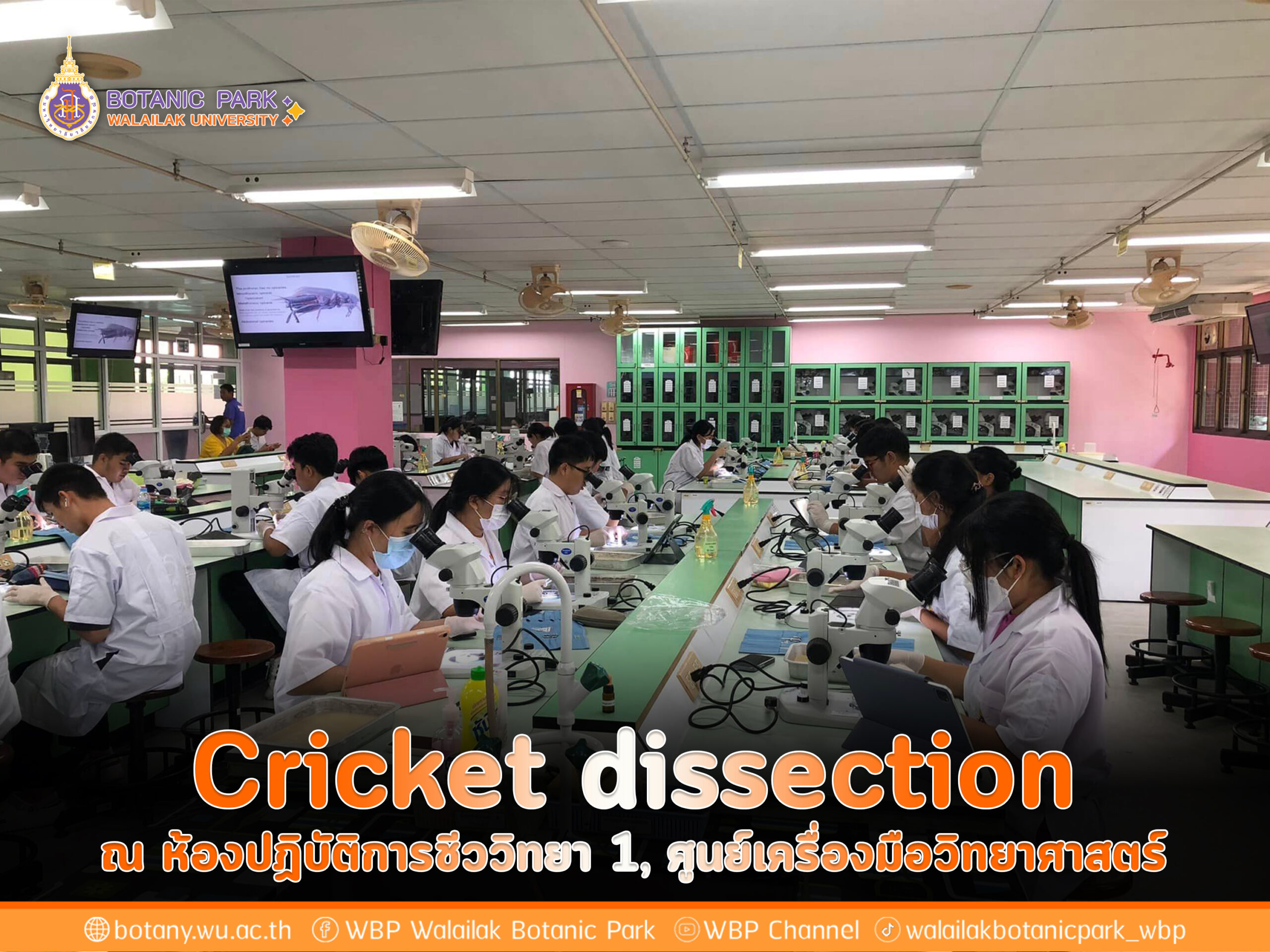 Cricket dissection ณ ห้องปฏิบัติการชีววิทยา 1, ศูนย์เครื่องมือวิทยาศาสตร์ 18 มีนาคม 2567