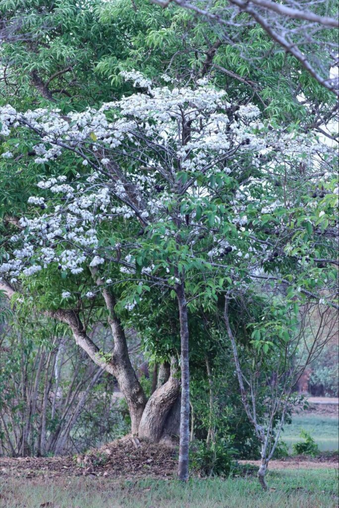 หมักม่อ