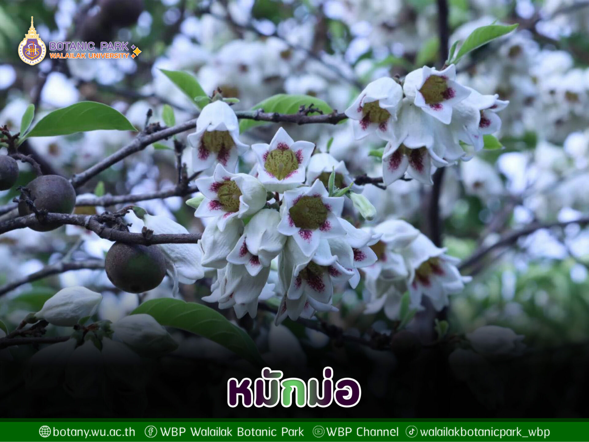 หมักม่อ