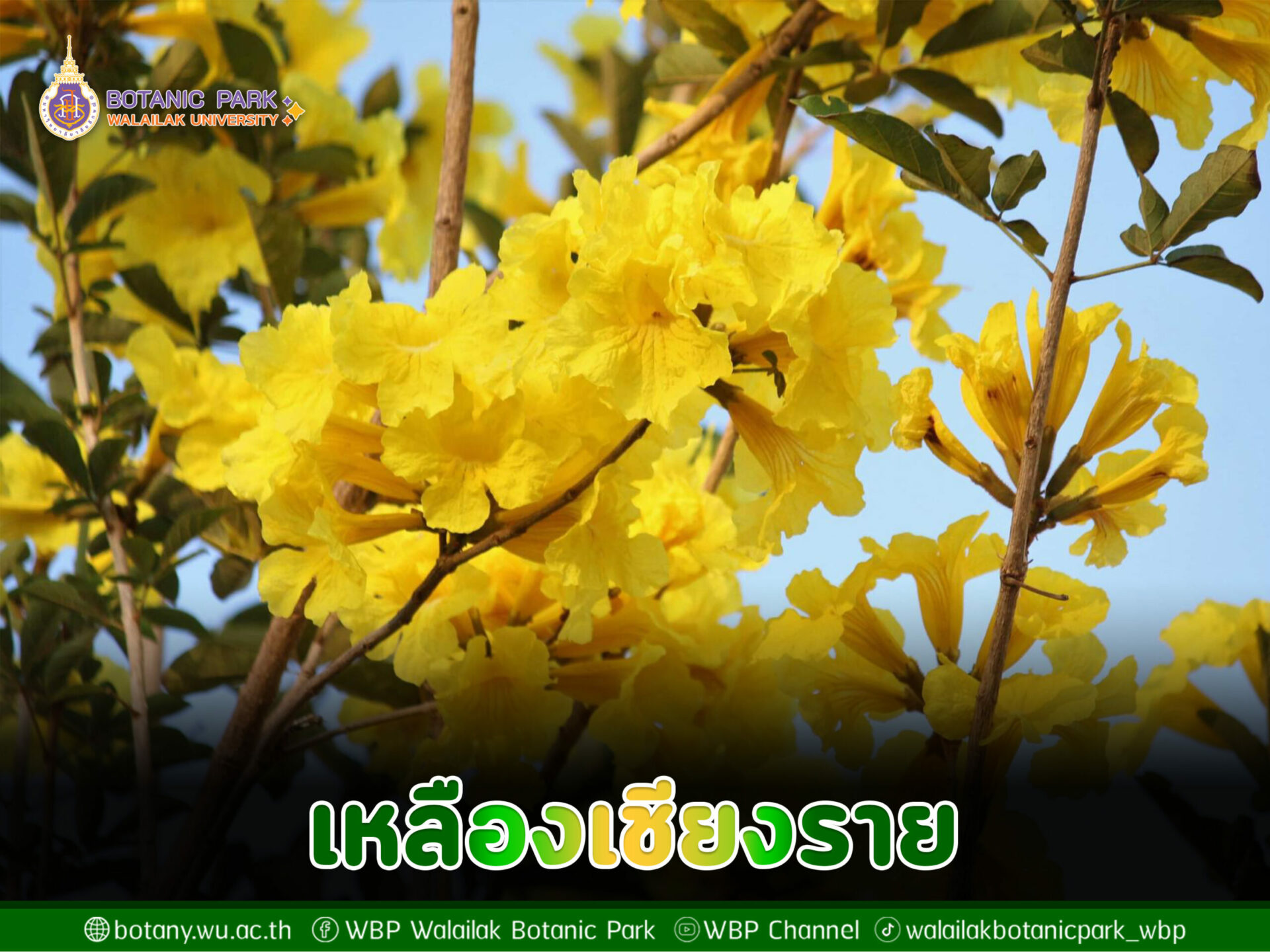 เหลืองเชียงราย