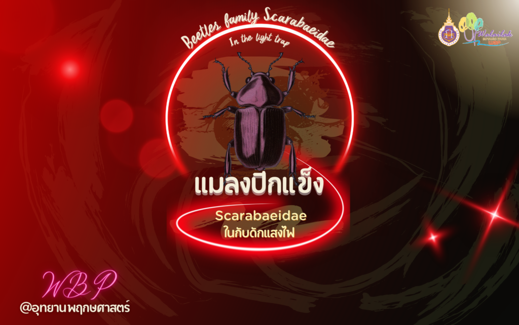 Scarabaeidae