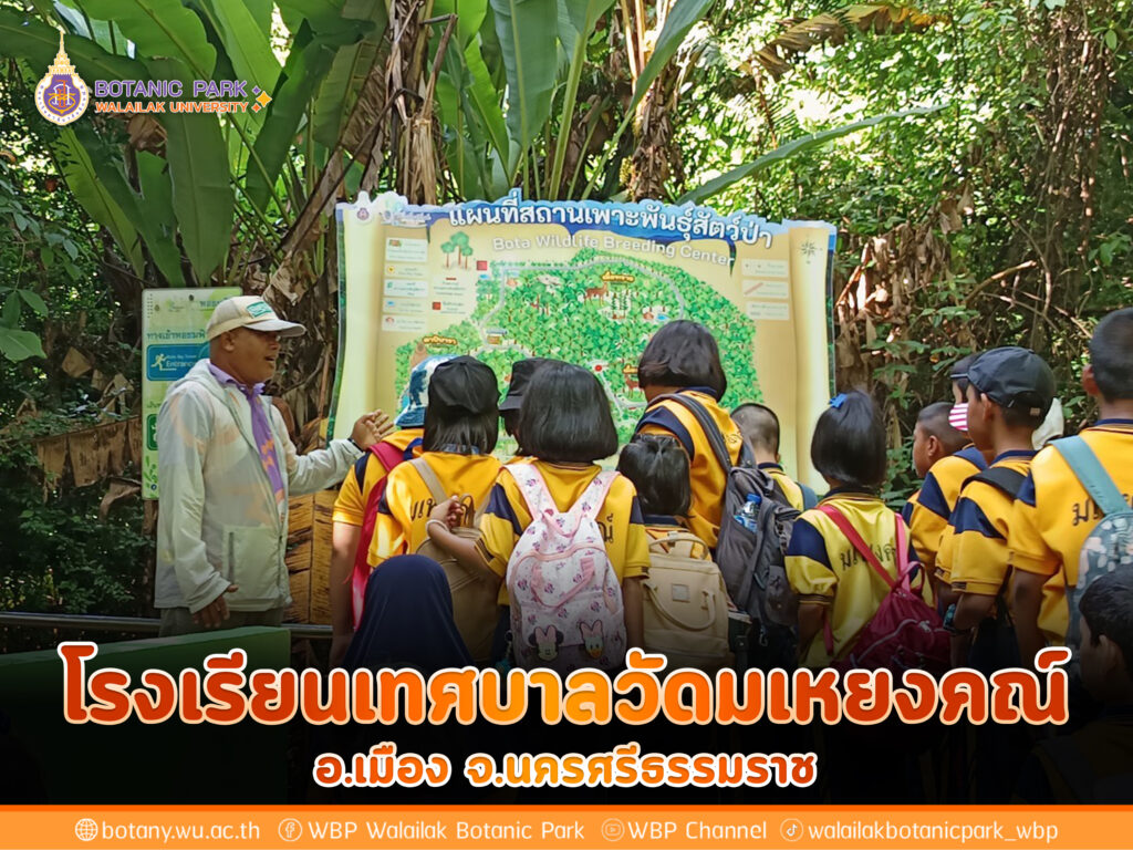 โรงเรียนเทศบาลวัดมเหยงคณ์ อ.เมือง จ.นครศรีธรรมราช