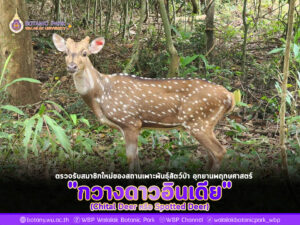 กวางดาวอินเดีย