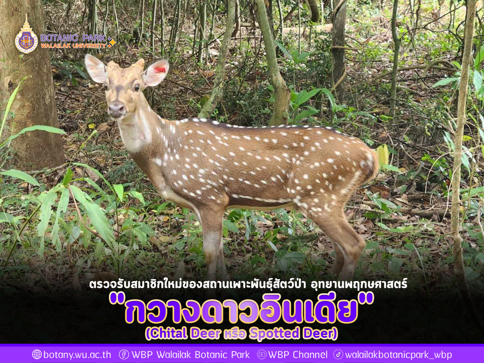 กวางดาวอินเดีย