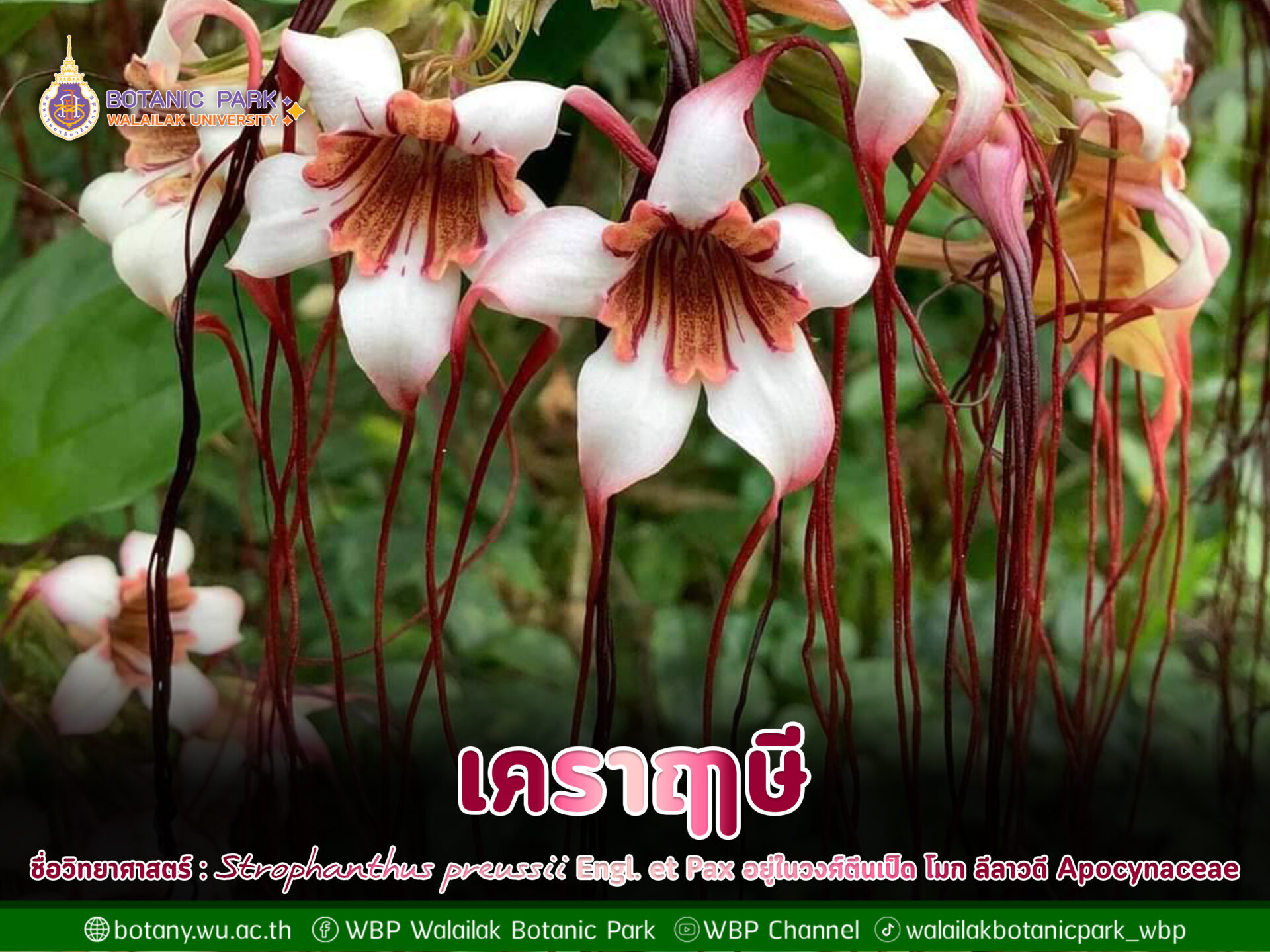 เคราฤาษี