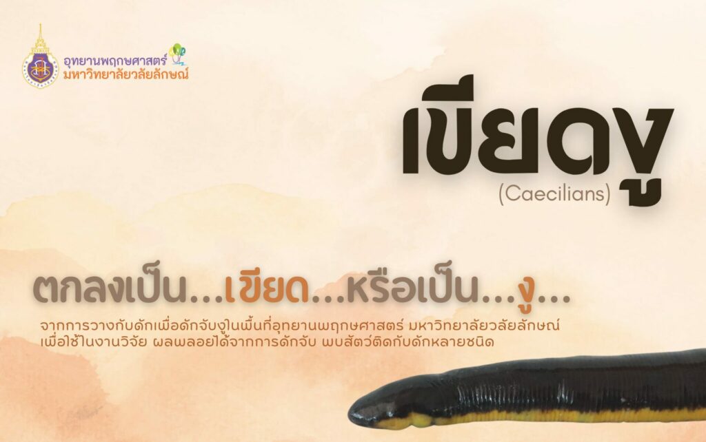 เขียดงู