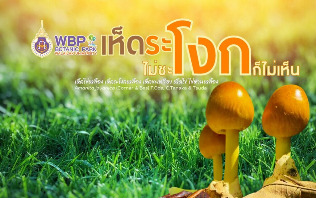 เห็ดระโงก
