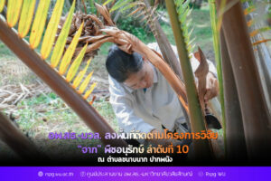 อพ.สธ.-มวล. ลงพื้นที่ติดตามโครงการวิจัย “จาก” พืชอนุรักษ์ ลำดับที่ 10 ตำบลขนาบนาก ปากพนัง