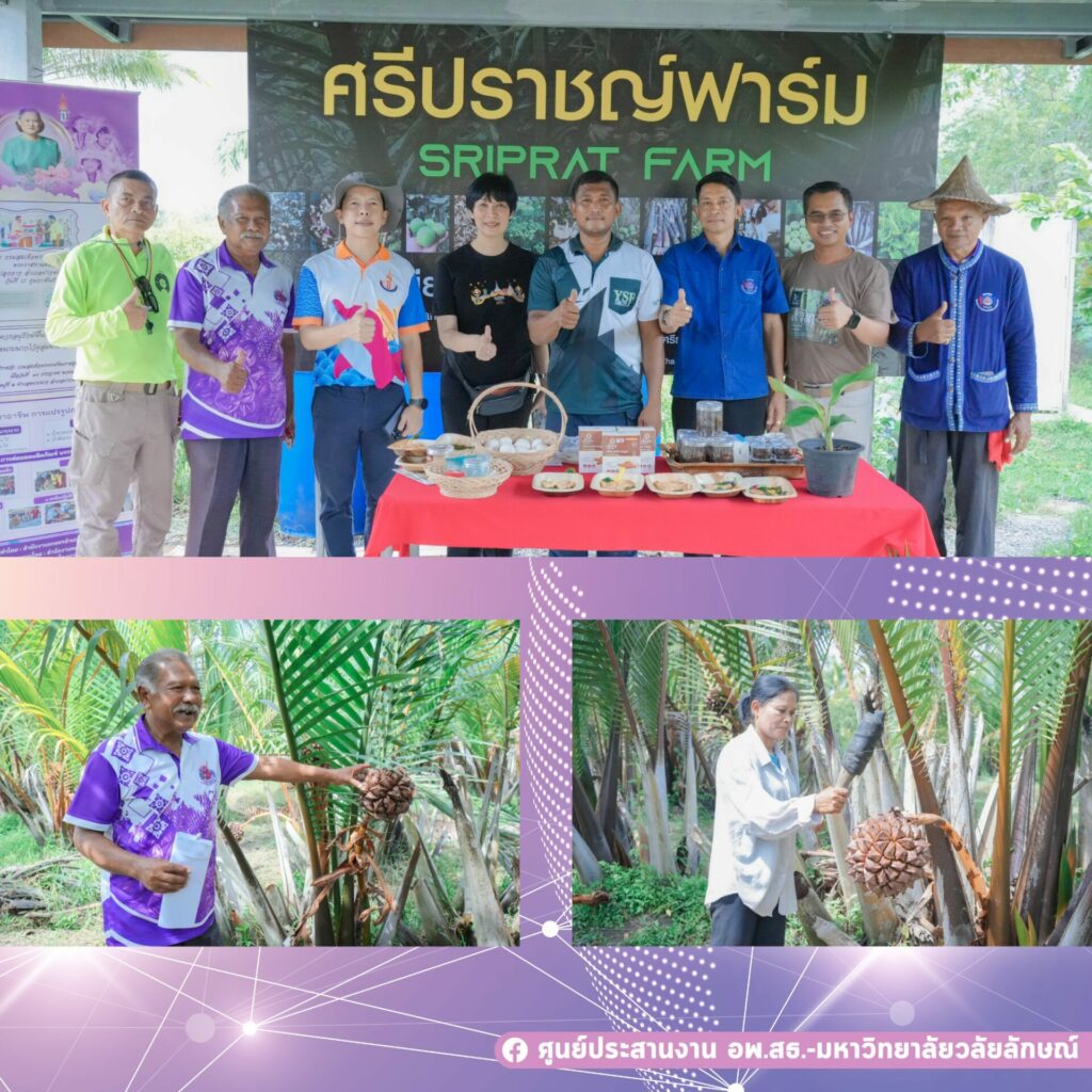 อพ.สธ.-มวล. ลงพื้นที่ติดตามโครงการวิจัย “จาก” พืชอนุรักษ์ ลำดับที่ 10 ตำบลขนาบนาก ปากพนัง