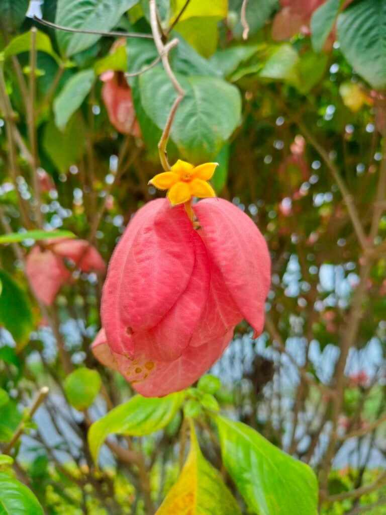 ดอนญ่าควีนสิริกิติ์