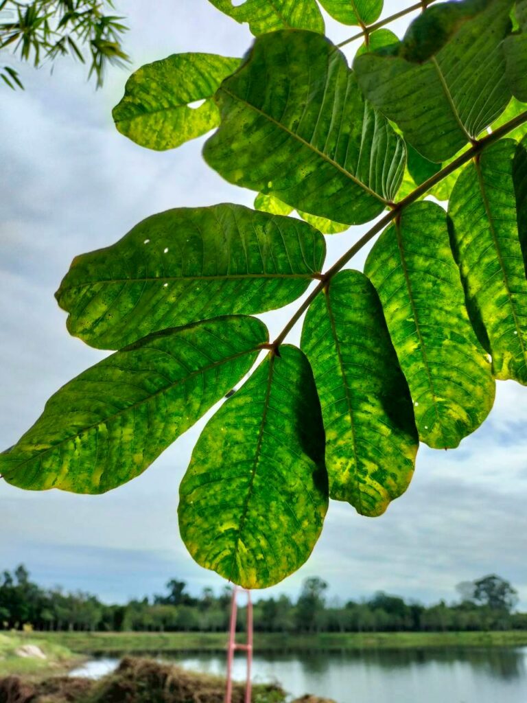 ชุมเห็ดเทศ…สมุนไพรพื้นบ้าน