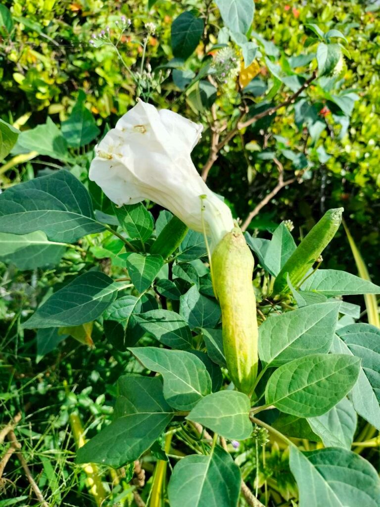 ลำโพงขาว…ดอกสวยแต่ต้องระวัง