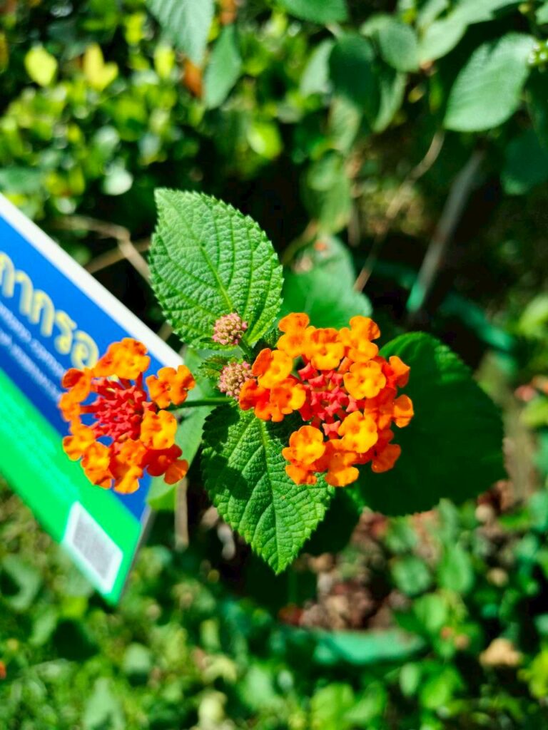 ผกากรอง…ไม้ดอกสีสดแต่มีบทในระบบนิเวศ