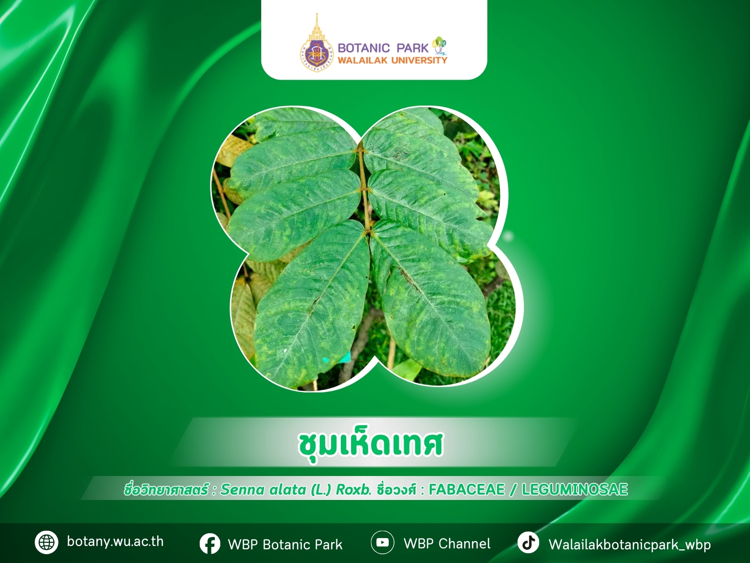 ชุมเห็ดเทศ…สมุนไพรพื้นบ้าน