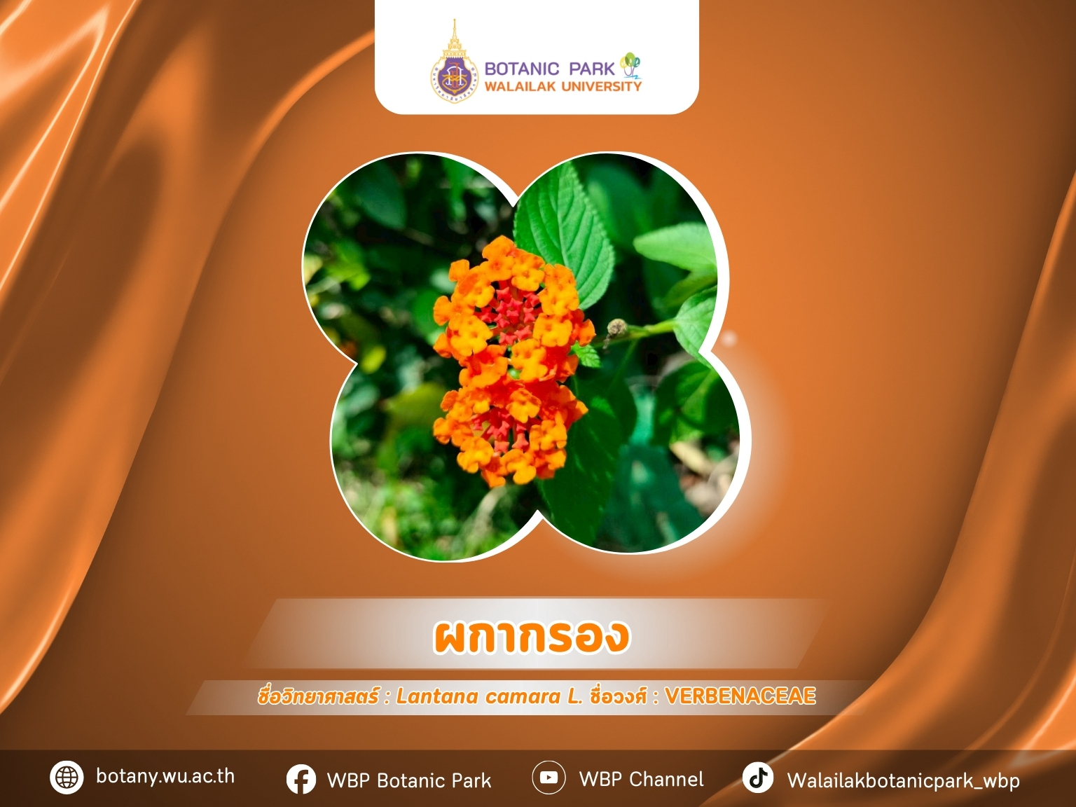 ผกากรอง…ไม้ดอกสีสดแต่มีบทในระบบนิเวศ