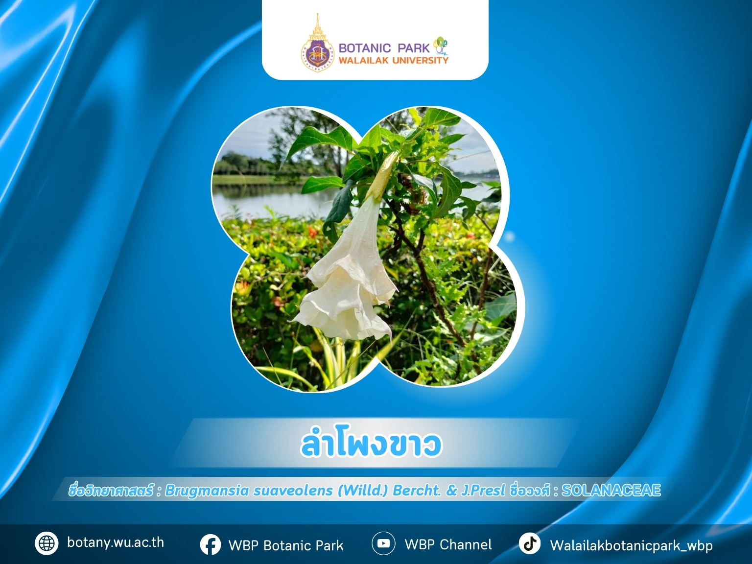 ลำโพงขาว…ดอกสวยแต่ต้องระวัง