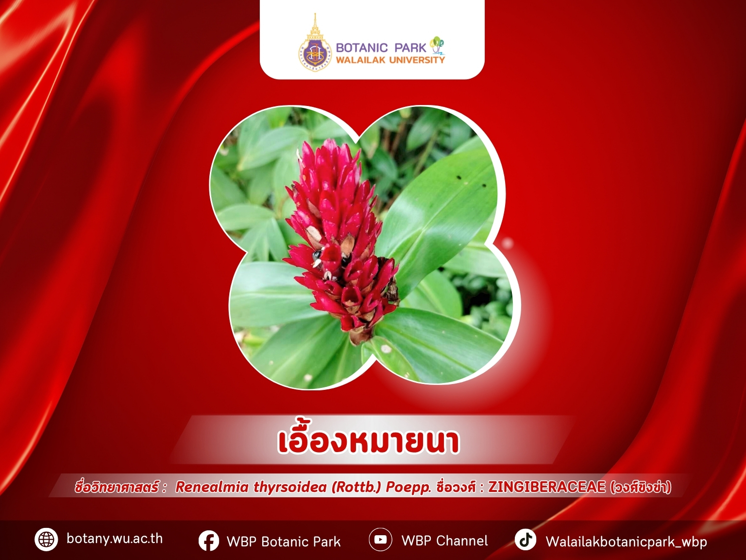 เอื้องหมายนา…ไม้หัวพื้นถิ่นที่งามด้วยช่อดอกสีแดงสด