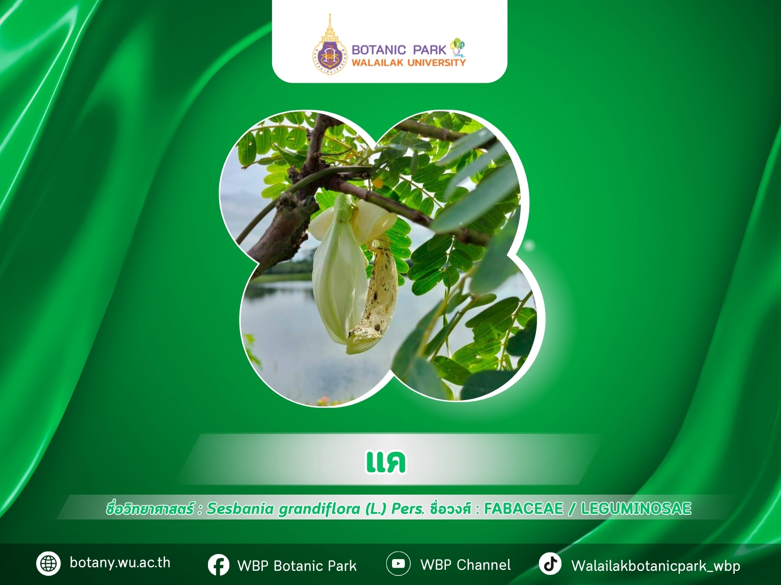 แค…ผักพื้นบ้านคู่ครัวและสวนเรียนรู้