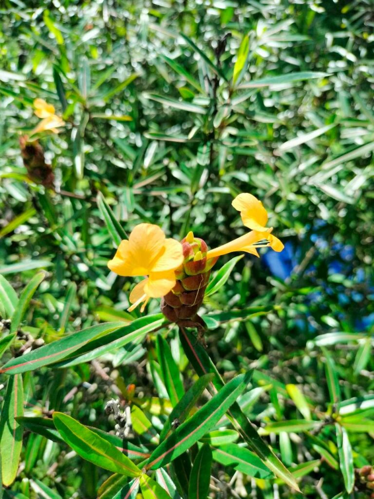 เสลดพังพอนตัวผู้…สมุนไพรใช้ภายนอกยอดนิยม