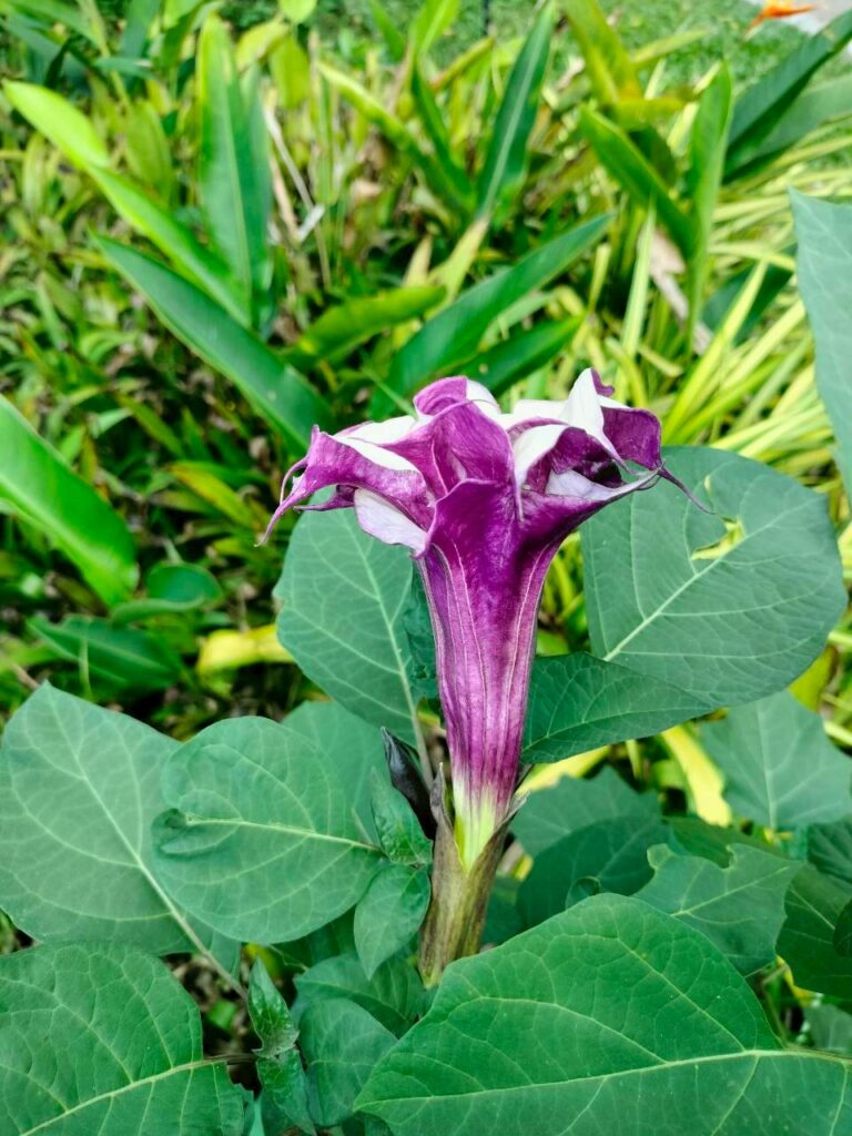 ลำโพงกาสลัก…ดอกงาม แต่อย่าประมาท