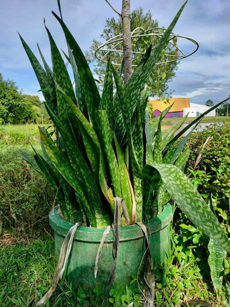 หมักม่อ…ไม้ใบพื้นถิ่นโตง่าย ดูแลง่าย และมีคุณค่าทางภูมิปัญญา