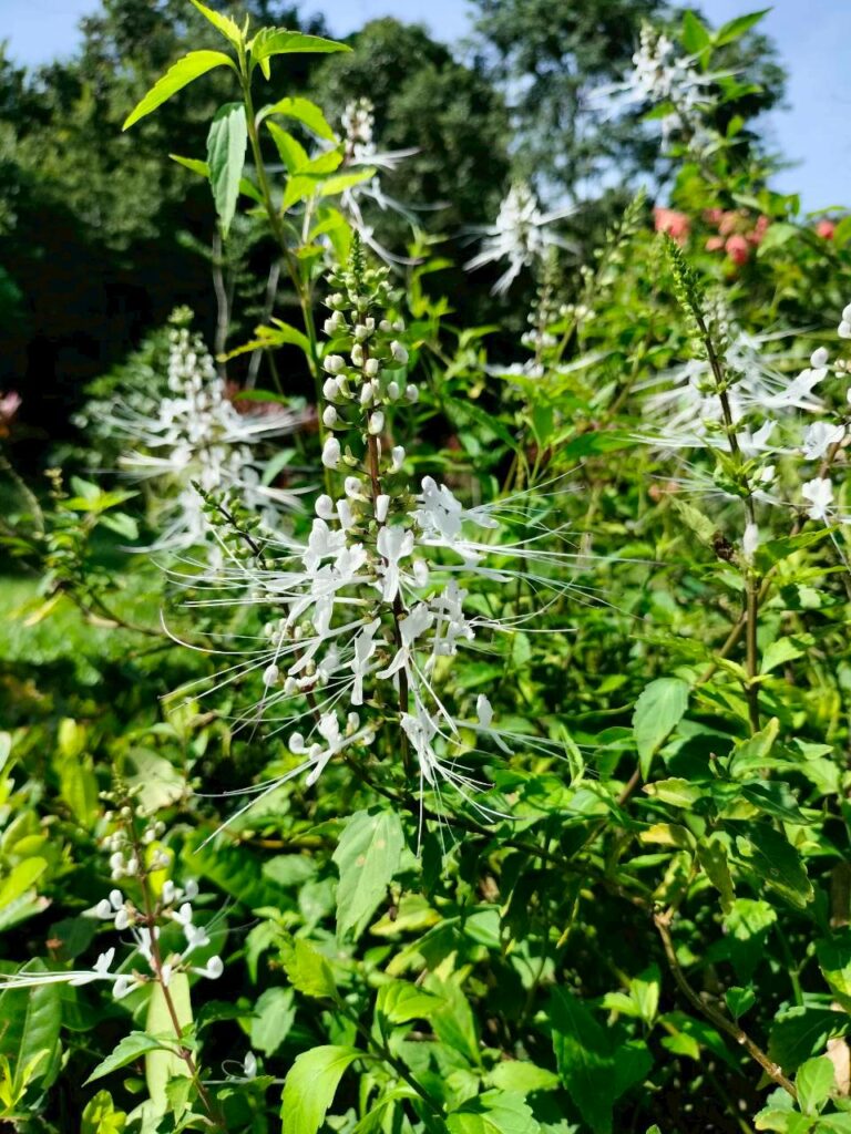 หญ้าหนวดแมว…สมุนไพรพื้นบ้านเพื่อสุขภาพไต