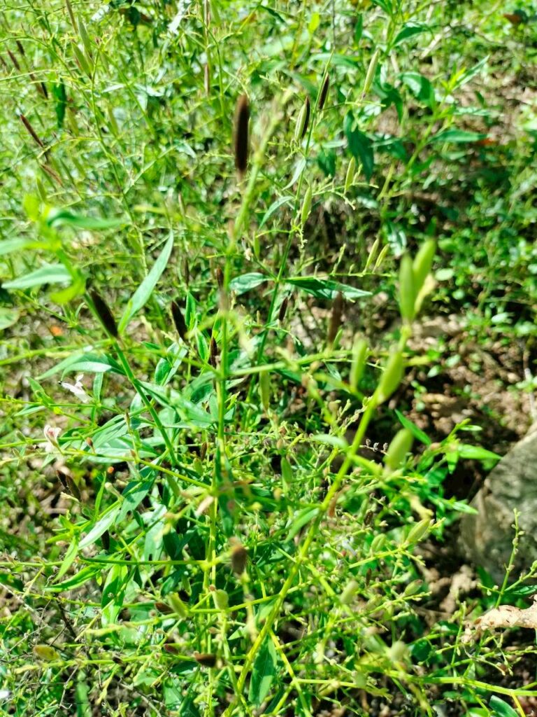 ฟ้าทะลายโจร…สมุนไพรสำคัญในภูมิปัญญาไทย