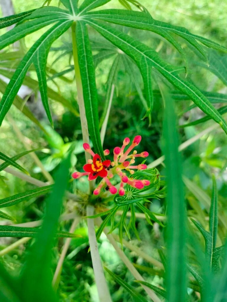 ฝิ่นต้น