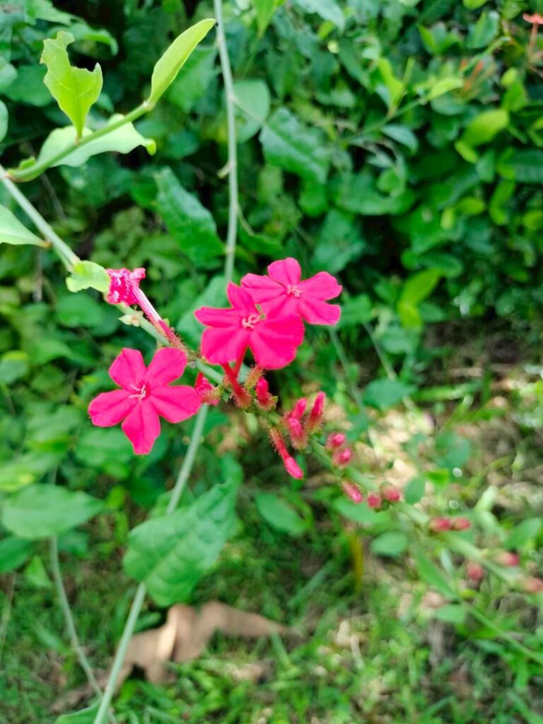 เจตมูลเพลิงแดง…ดอกหวาน สีสด แต่รสร้อน