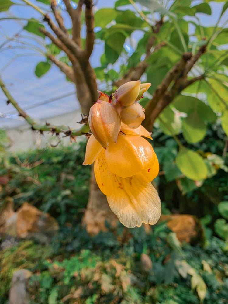 อุทยานพฤกษศาสตร์ ม.วลัยลักษณ์ เข้าเยี่ยมชมองค์การสวนพฤกษศาสตร์ พระนางเจ้าสิริกิติ์ เพื่อเสริมสร้างความร่วมมือด้านวิจัยความหลากหลายของพรรณพืชเขาหลวง