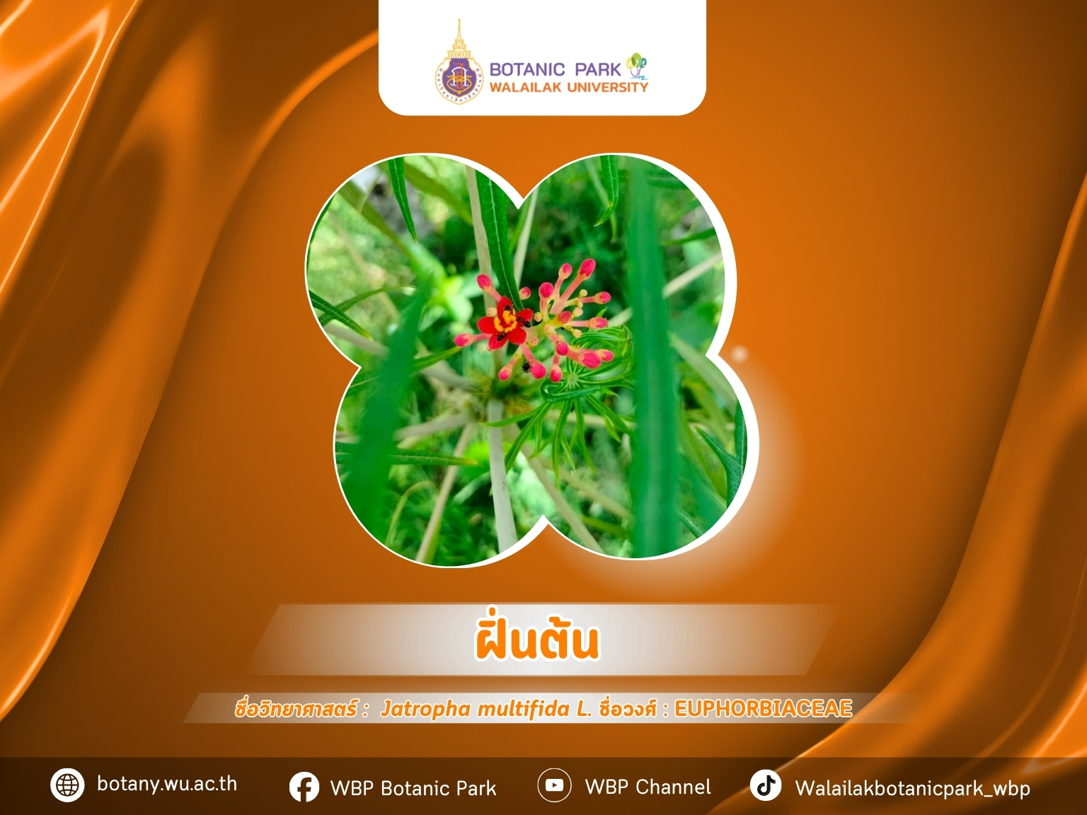 ฝิ่นต้น