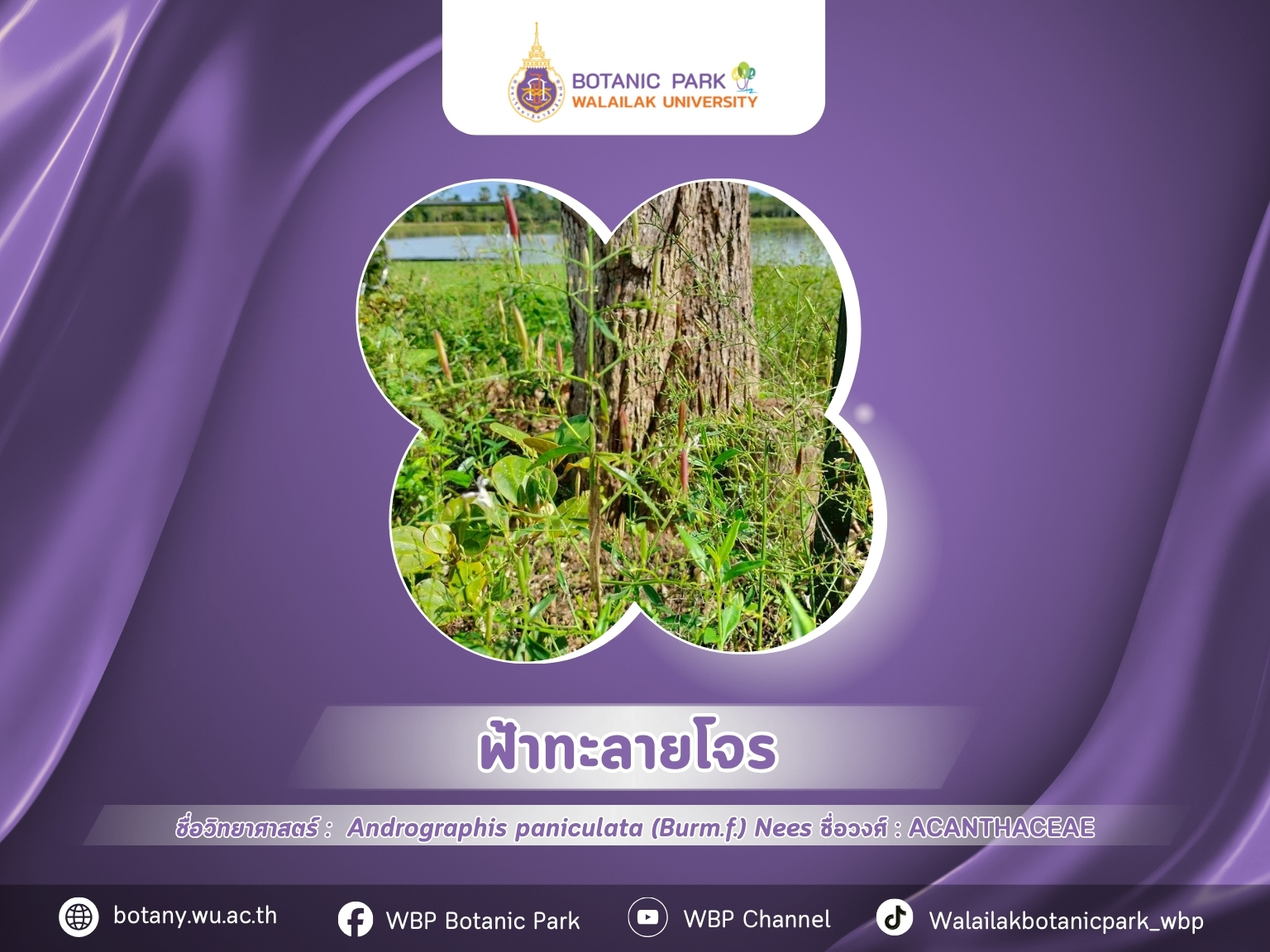 ฟ้าทะลายโจร…สมุนไพรสำคัญในภูมิปัญญาไทย