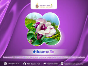 ลำโพงกาสลัก…ดอกงาม แต่อย่าประมาท