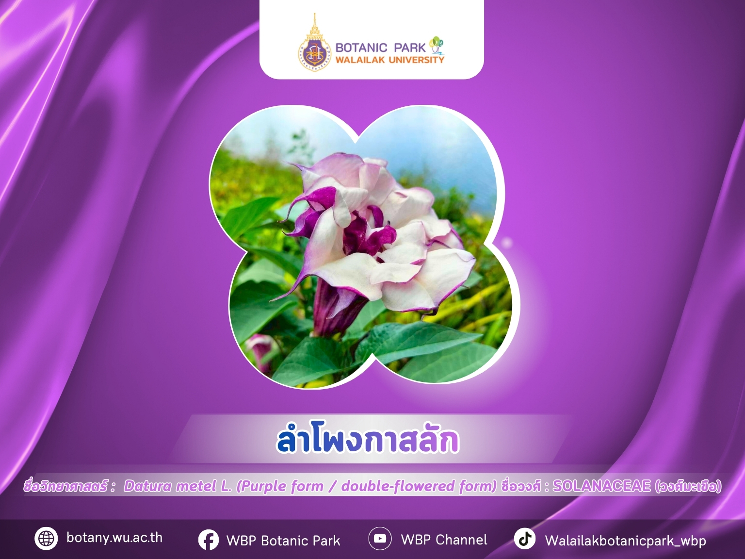 ลำโพงกาสลัก…ดอกงาม แต่อย่าประมาท