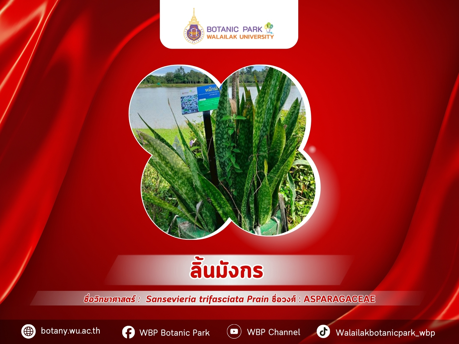 ลิ้นมังกร…ปลูกง่าย ฟอกอากาศได้ดี