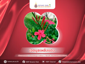 เจตมูลเพลิงแดง…ดอกหวาน สีสด แต่รสร้อน