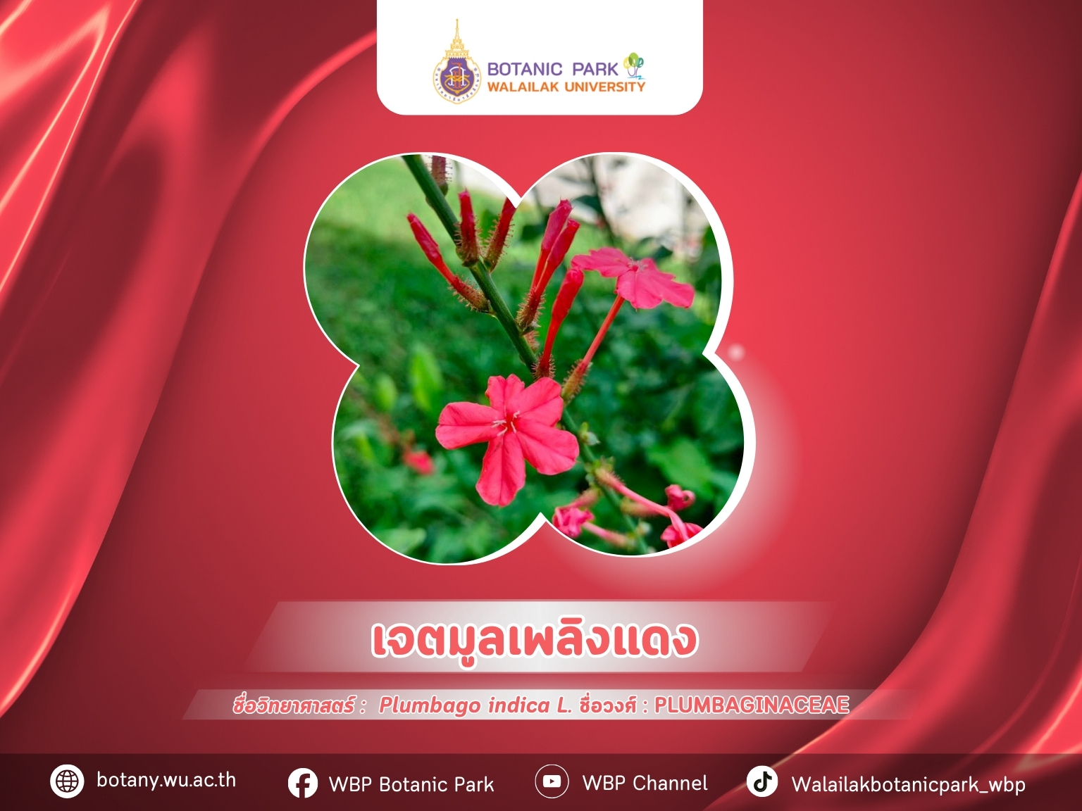 เจตมูลเพลิงแดง…ดอกหวาน สีสด แต่รสร้อน