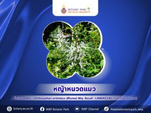 หญ้าหนวดแมว…สมุนไพรพื้นบ้านเพื่อสุขภาพไต